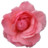 Wild Rose Pink 2 Icon